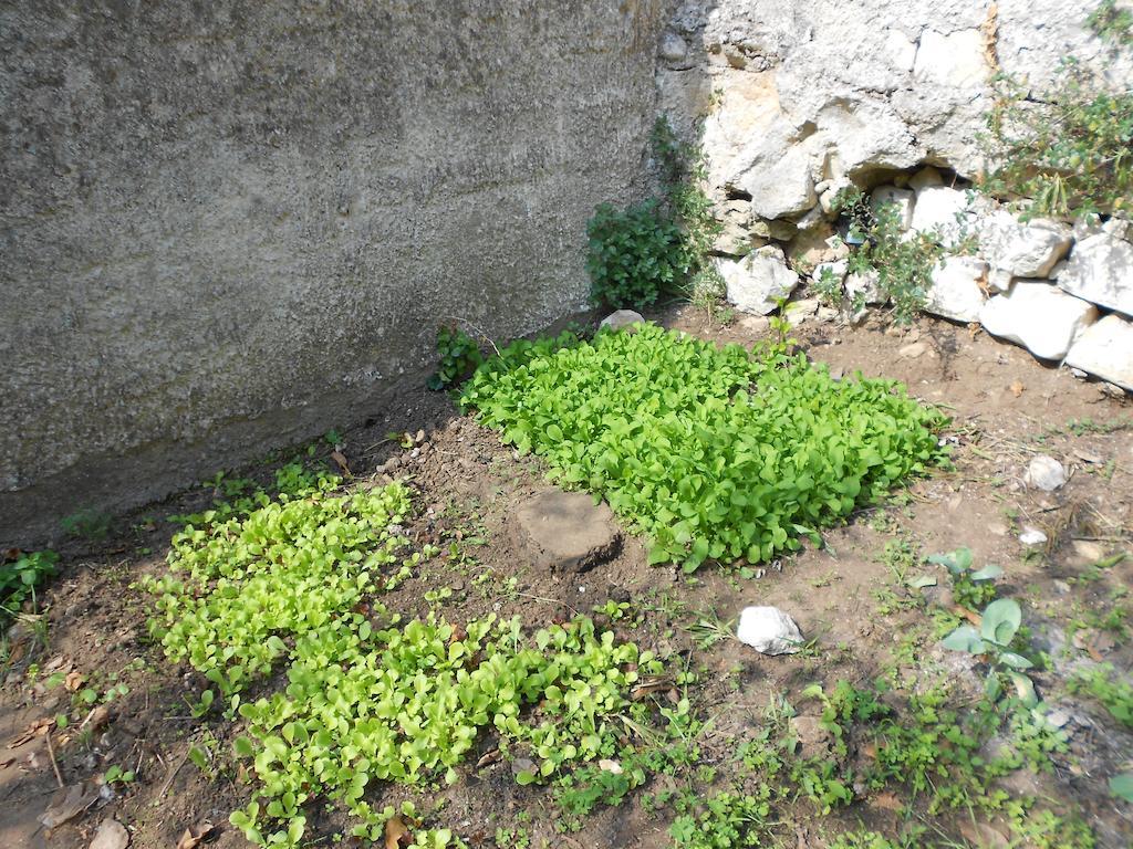 Villa Victoria Ragusa Buitenkant foto